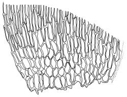 Drepanocladus brachiatus secund form, alar cells. Drawn from T. Kirk, s.n., CHR 585864.
 Image: R.C. Wagstaff © Landcare Research 2014 